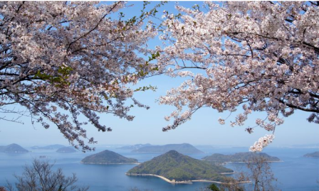 青空に咲き誇る桜