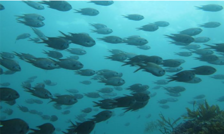 青い海の中で群れを成す魚たち